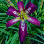 God's Country Daylily